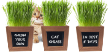 ZestiGreens Cat Grass Kit